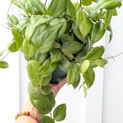 Hoya Fitchii Plant 6" Pot - Indoor House Plants