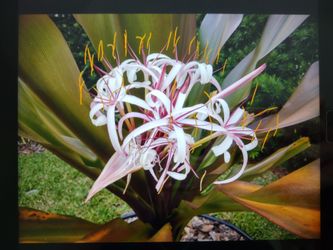 Queen Emma Lily - $50