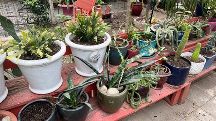 Plants for sale all kinds