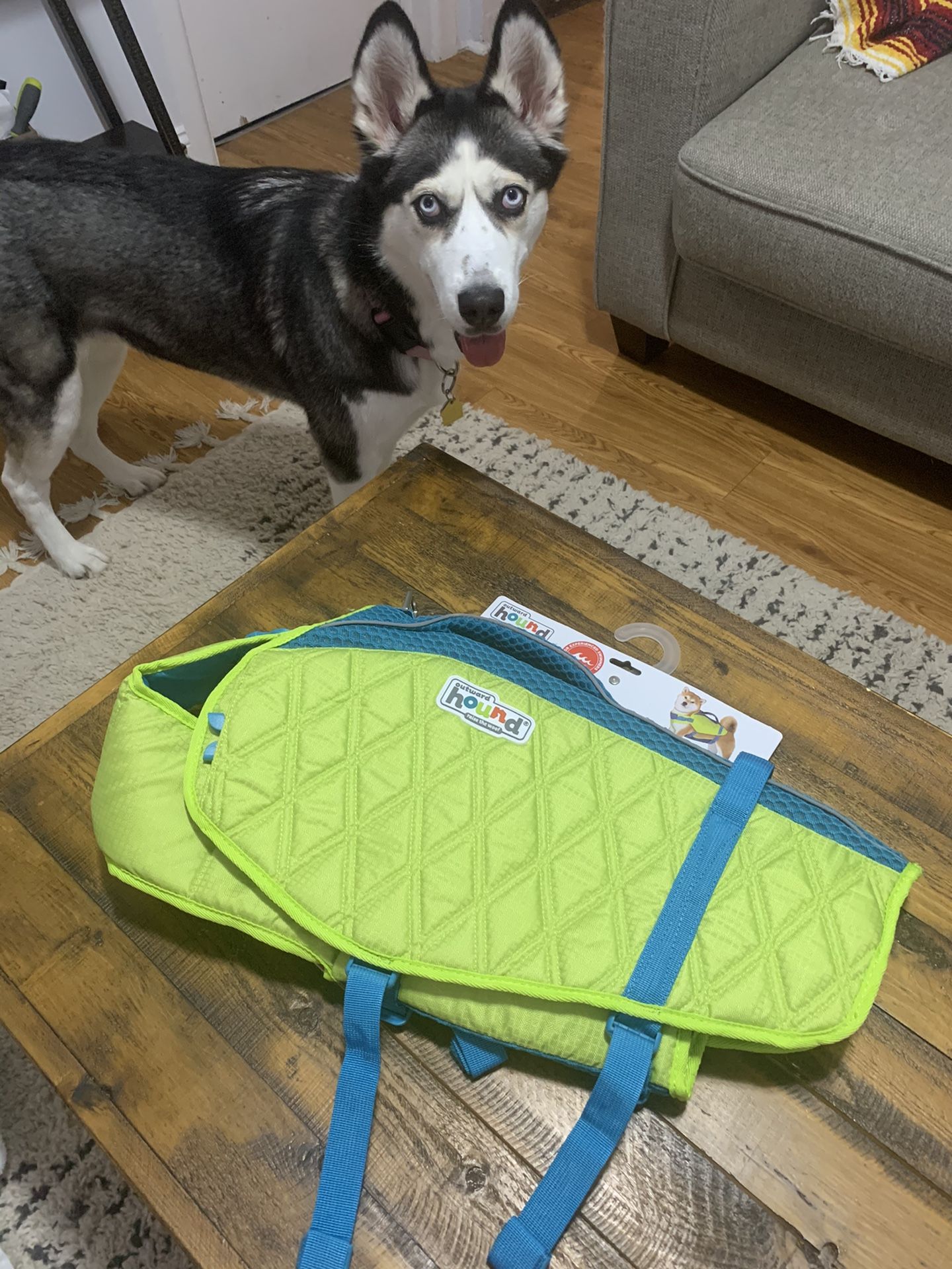 Dog life jacket life vest