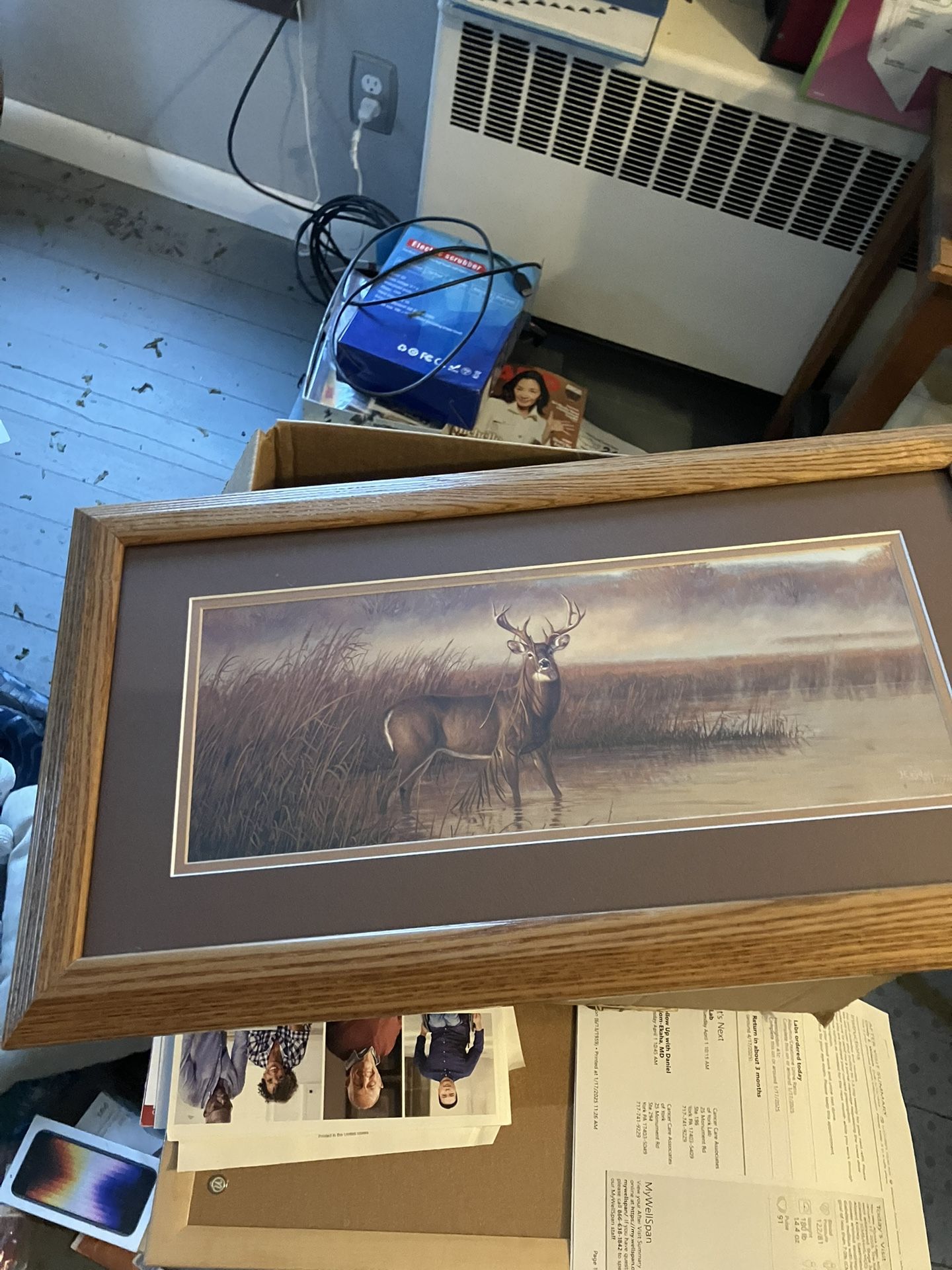 Nice Deer Pic