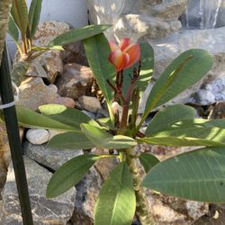 Plumeria 