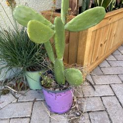 Prickly Pear Cacti (3) And Syngonium For sale 
