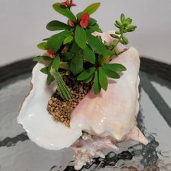 Plant Ornament In a 10" Shell