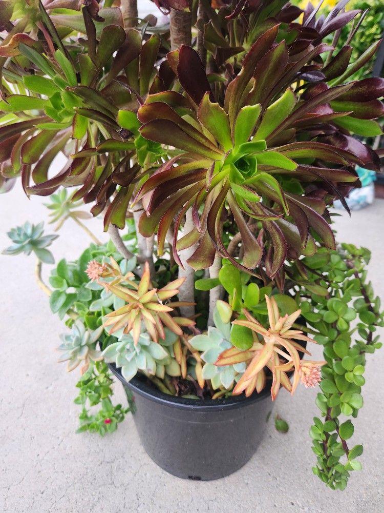 Beautiful arrangement of succulents.