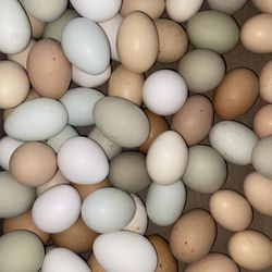 Farm Eggs 