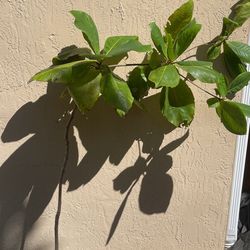 Tropical Almond Tree