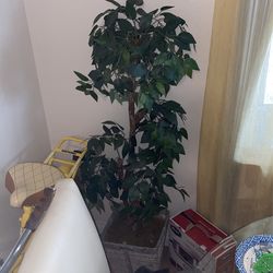 Inside House Tree Plant 