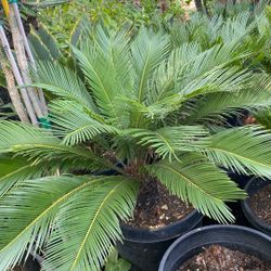 Sago Palm