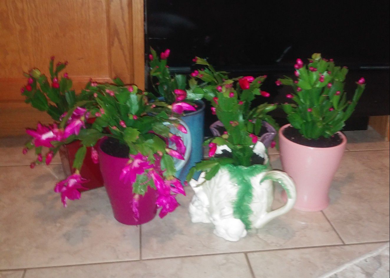 Christmas cactus house plants from 6-15 each