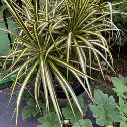 Beautiful Real Plant 