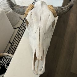 Authentic Cow Head 