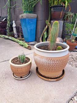 Cactus