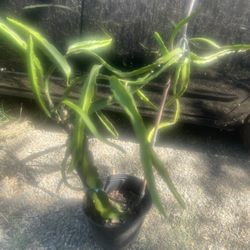 Dragon Froot Tree Plant