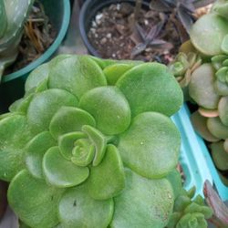 Succulent 