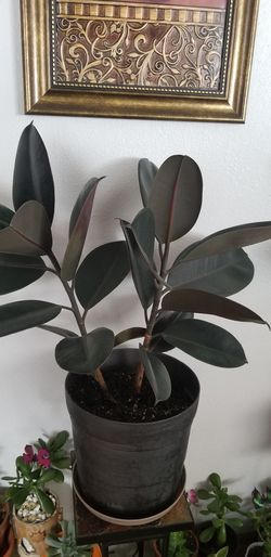 Ficus elastica (Rubber Plant