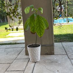 Avocado 🥑 Tree