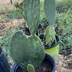Nopal  del Que se come 10 Dolares 