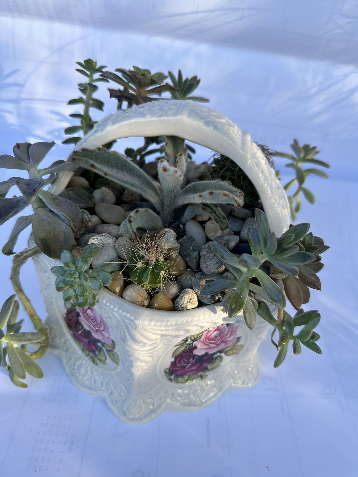 Succulent Arrangement