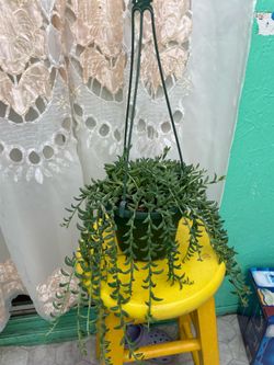 String of bangs