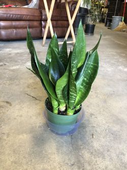 6” Sansevieria Zeylanica