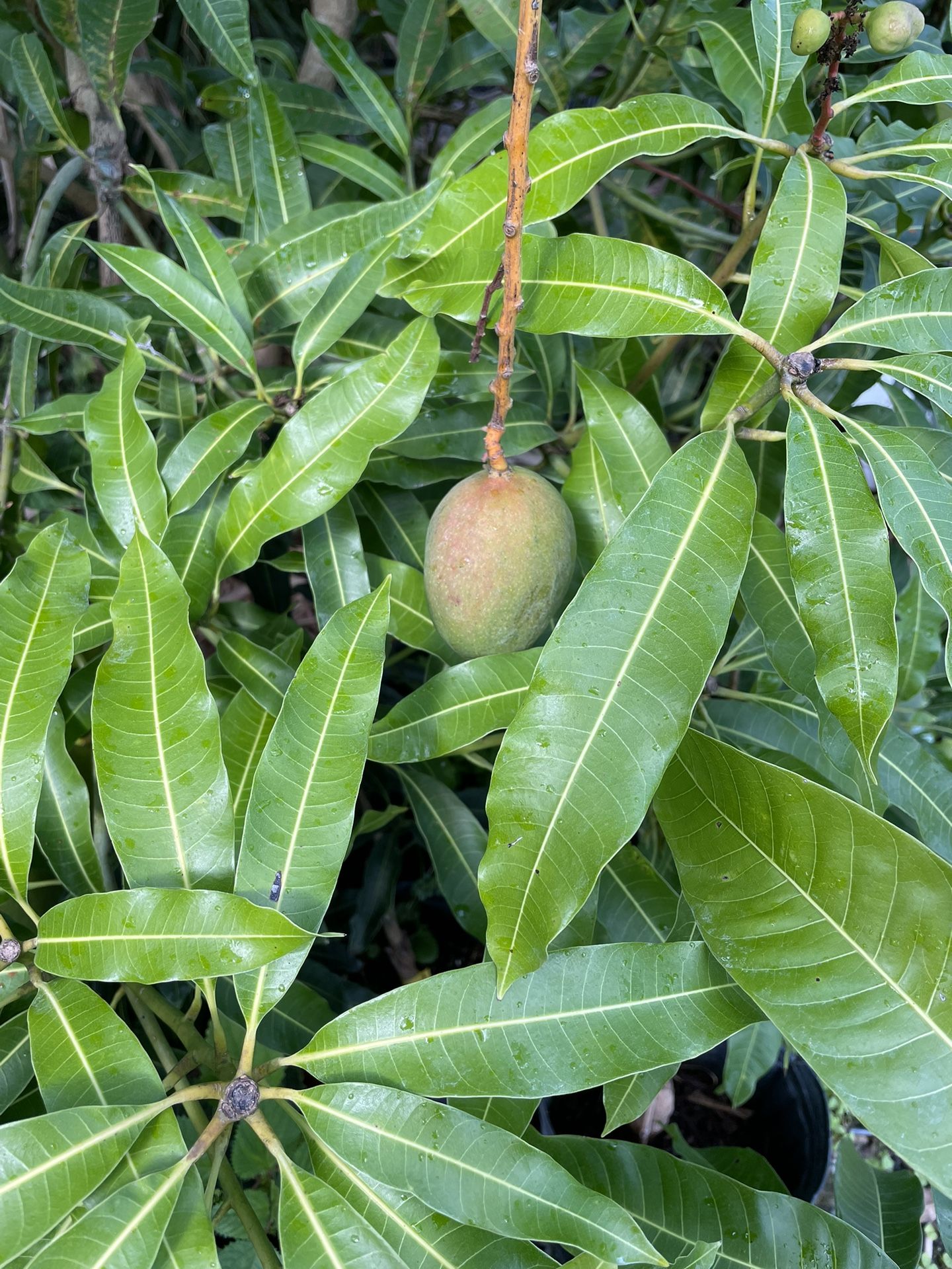 Mangoes , Julie, Valencia Pride Trees For Sale for Sale in Fort Pierce