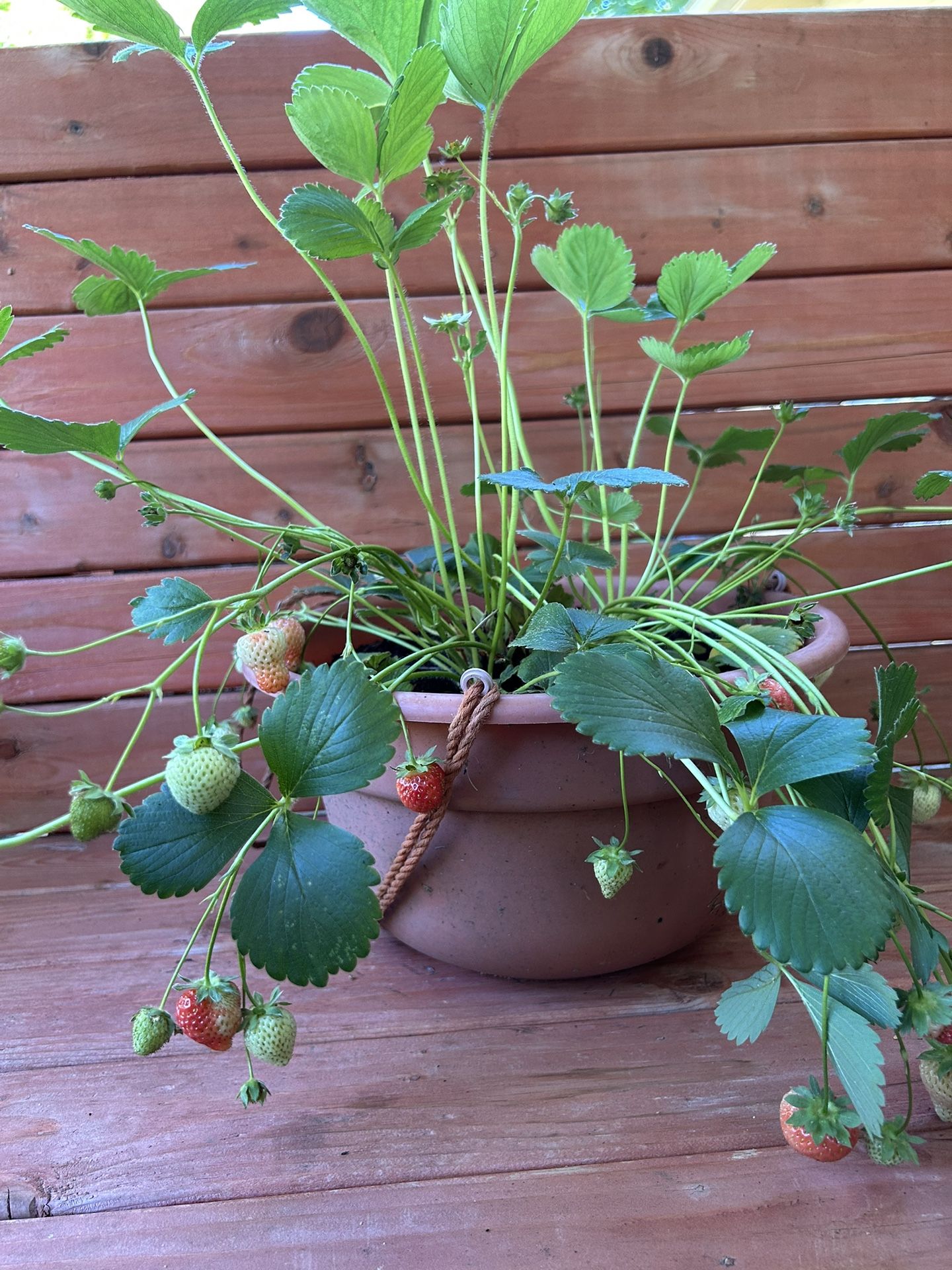 Strawberry Plant in a Basket
