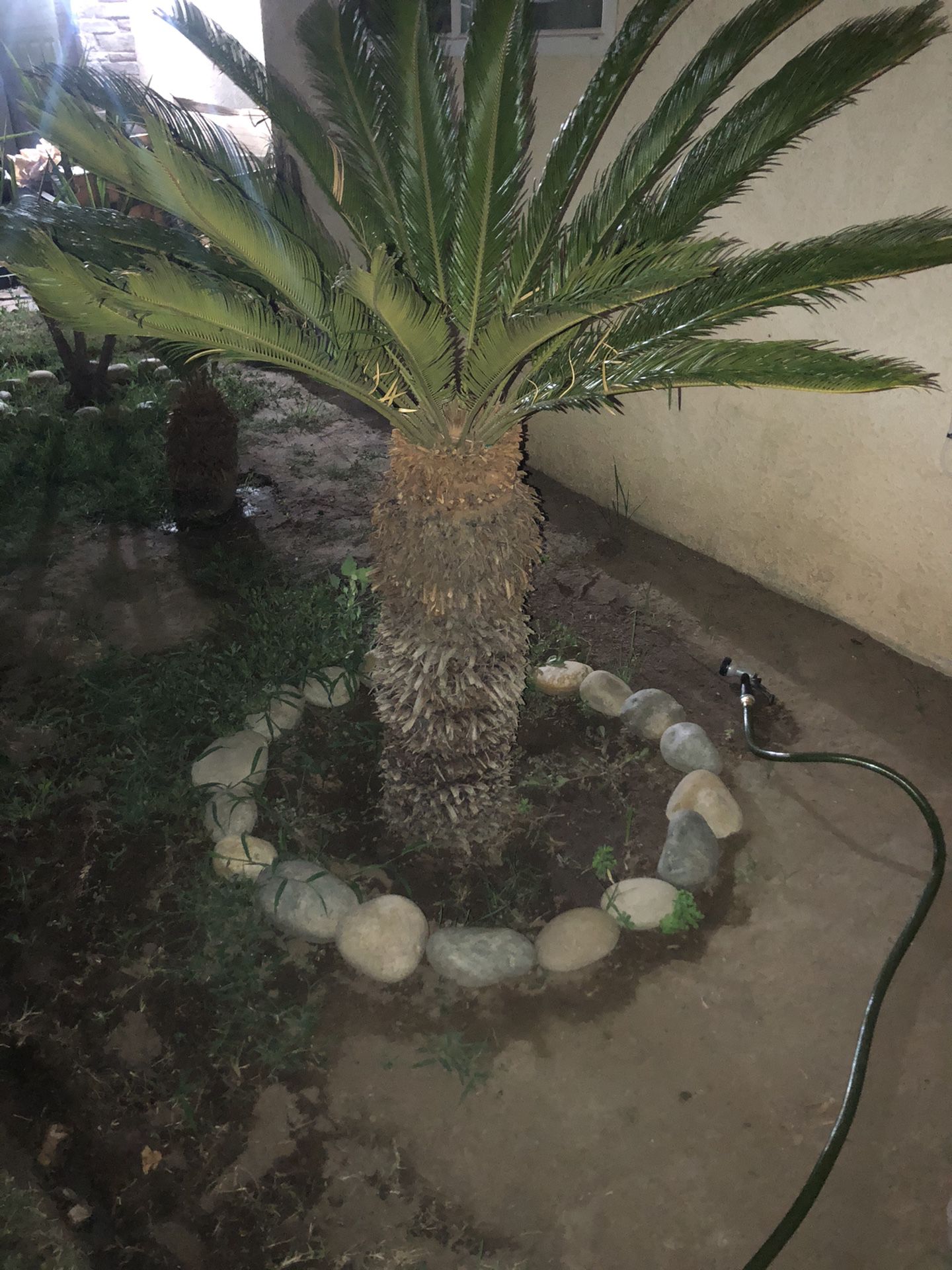 4ft sego palm tree $300 obo