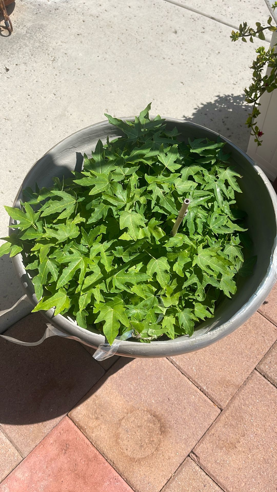 Papaya Plants 