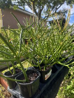 Euphorbia tirucalli