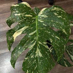 Monstera Thai Constellation