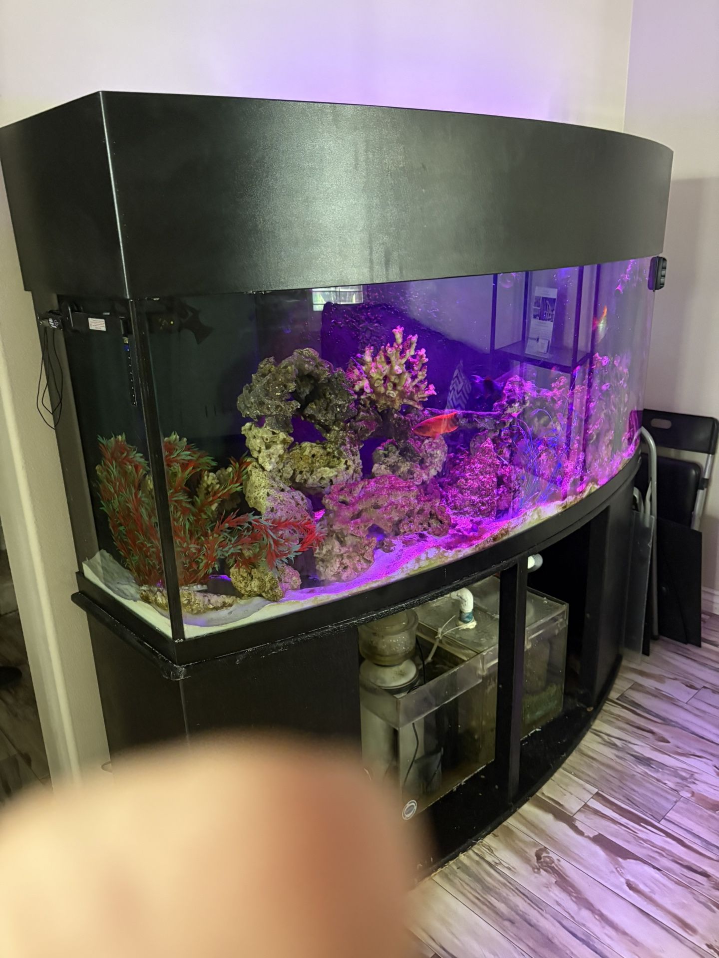 250 gallon salt water aquarium with curved front glass