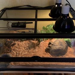Kenyan Sand Boa 