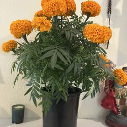 Cempasúchil/Mary Gold Flower