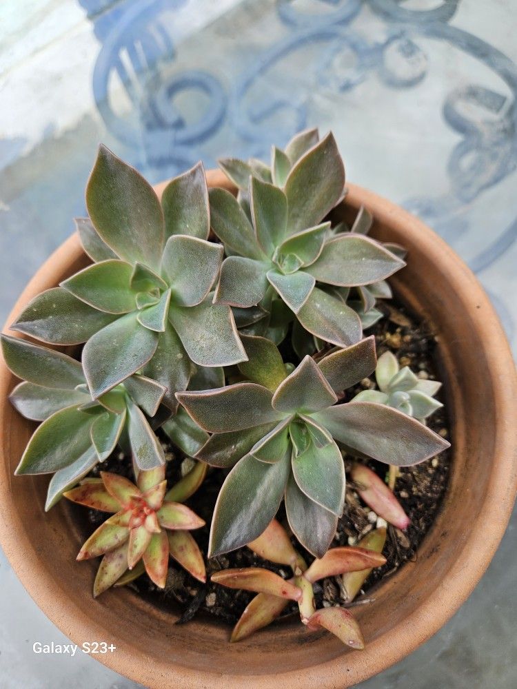 Succulent Arrangement In A Terracota Pot