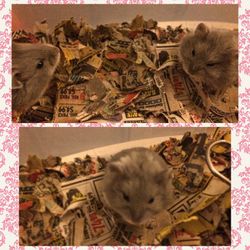 Hamster for sale deals