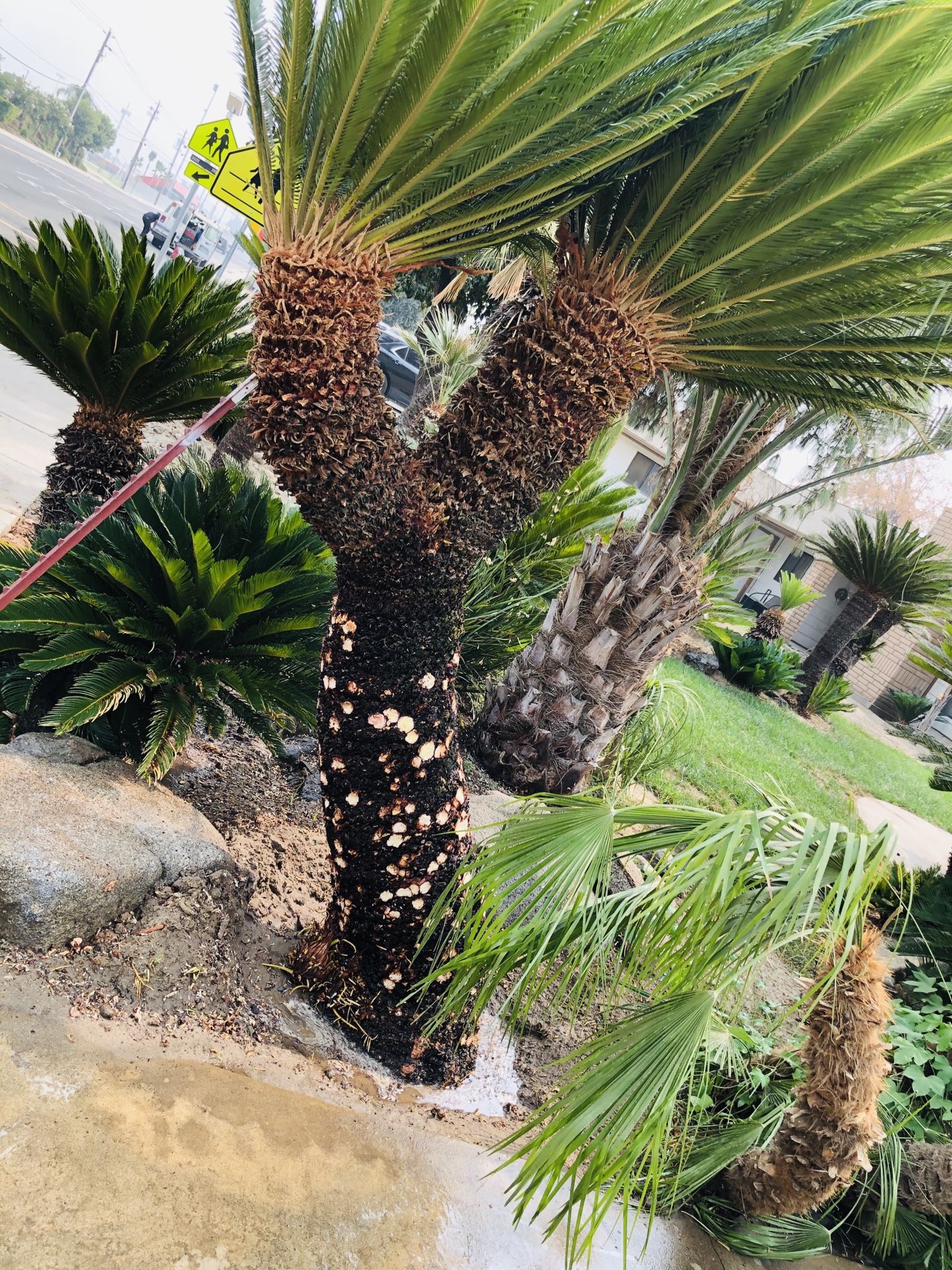 Sago palm for Sale in Selma, CA OfferUp