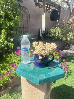 Succulents 