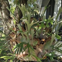 Staghorn