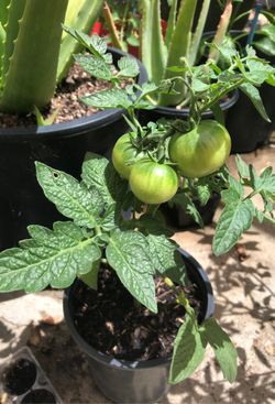 Tomato plant!!