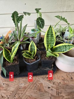 Snake plant Sansiveria Laurenti