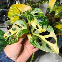 Monstera Adansonii Japanese Tri-Color- Top Cutting