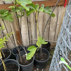 Árboles De Higo Y Durazno /  Fig And Peache Trees 
