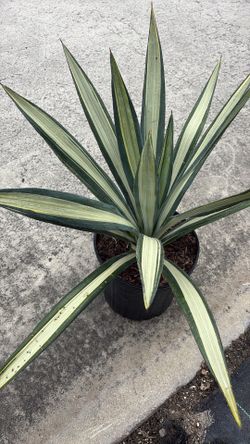 Agave Golde Sword - 3 Gallons