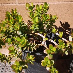5 Gallon Jade Plant