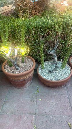 Cactus in terra cotta pots