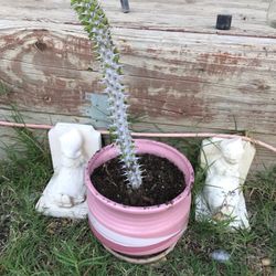 False Ocatillo And Pot