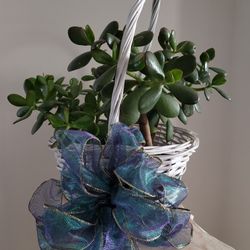 5 Jade Plants In Beautiful 17" High Wicker Basket 