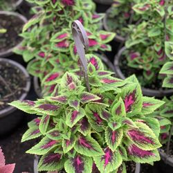 Add a burst of color to your garden or home with this stunning Coleus plant! Known for its eye-catching, multicolored foliage in shades of pink, purpl