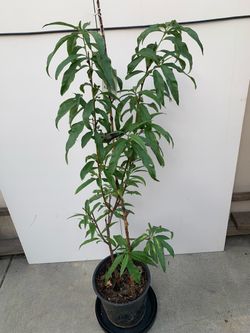 #1- Donut Peach Tree